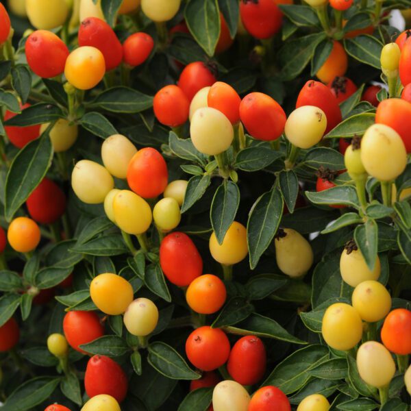 Ornamental Pepper 'Hot Pops Yellow' - Annual