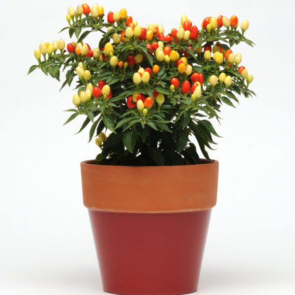 Ornamental Pepper 'Hot Pops Yellow' - Annual