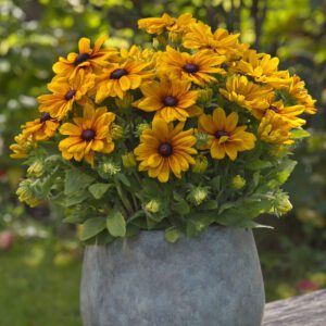 Rudbeckia 'Sunbeckia Carolina' - Annual