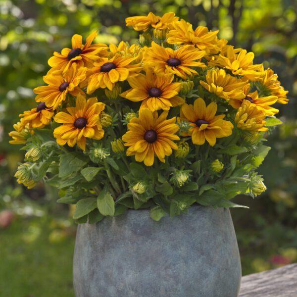 Rudbeckia 'Sunbeckia Carolina' - Annual