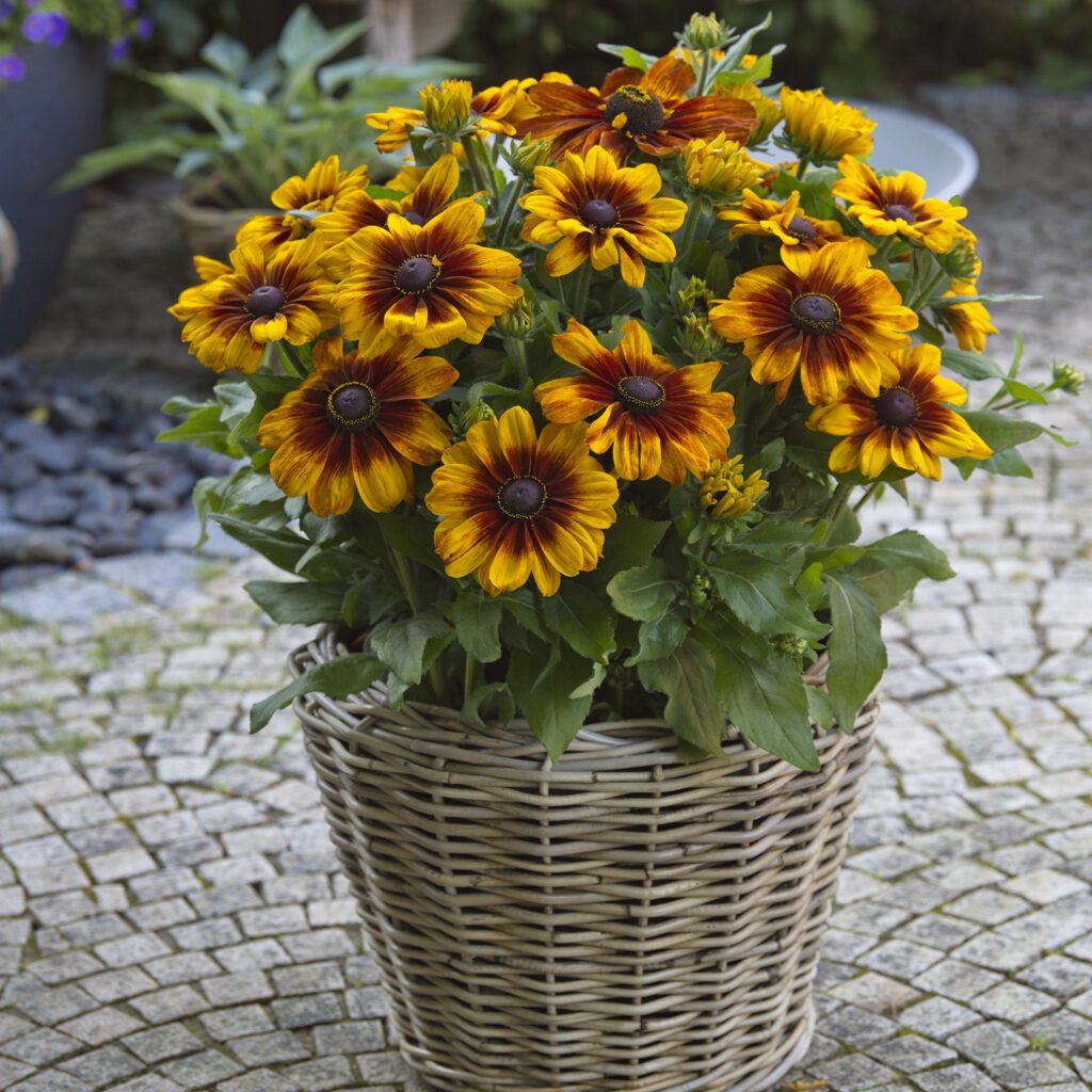 Rudbeckia 'Sunbeckia Luna' - Annual
