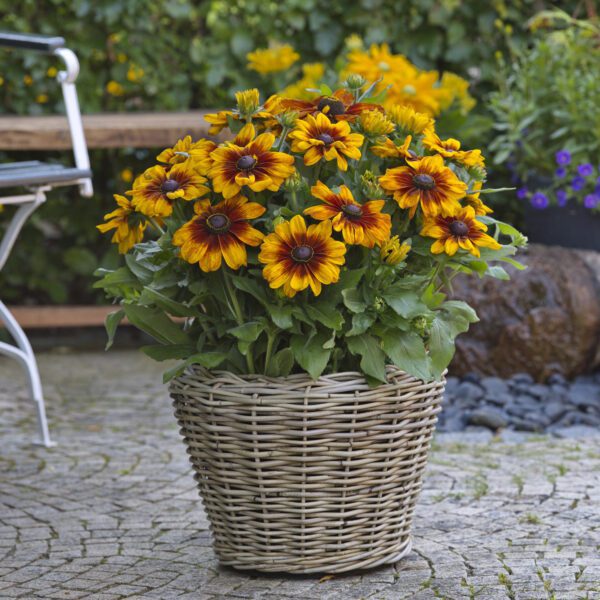 Rudbeckia 'Sunbeckia Luna' - Annual