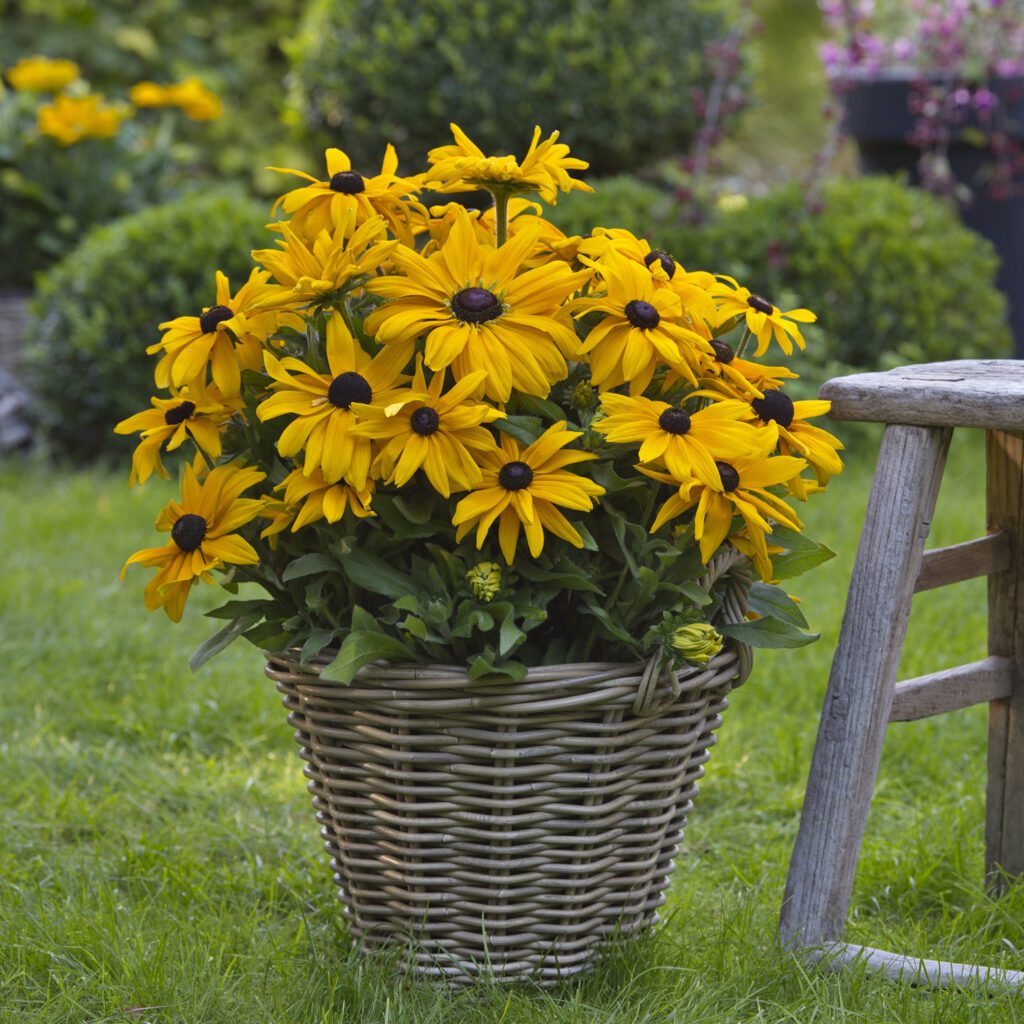 Rudbeckia 'Sunbeckia Pauline' - Annual