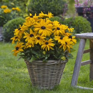 Rudbeckia 'Sunbeckia Pauline' - Annual