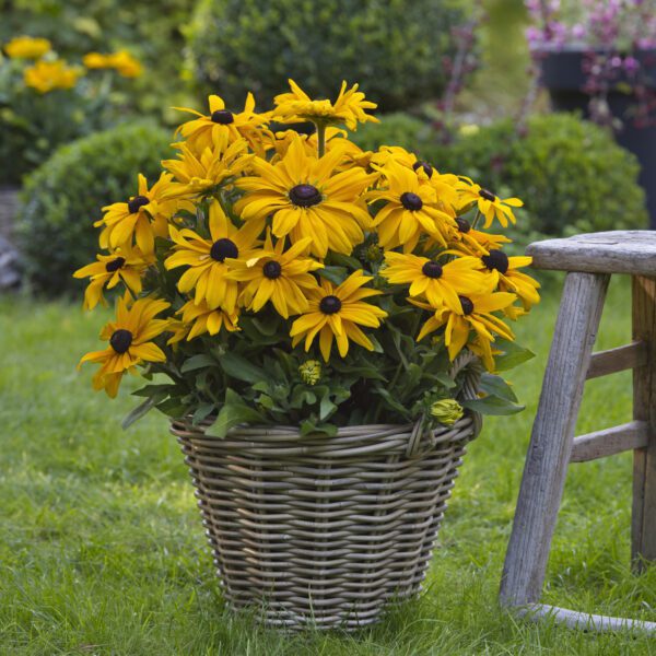 Rudbeckia 'Sunbeckia Pauline' - Annual