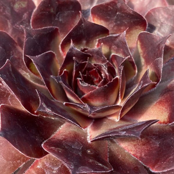 Sempervivum CHICK CHARMS® CHOCO LATTE™ - Annual