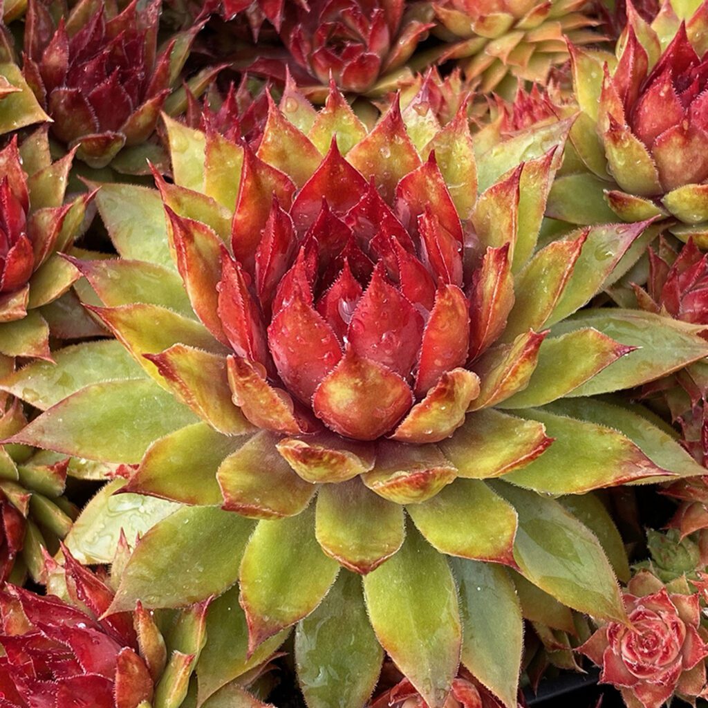 Sempervivum CHICK CHARMS® PINEAPPLE PARADISE™ - Annual