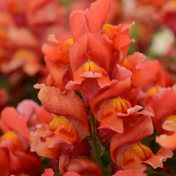 Antirrhinum 'Snapshot Orange' - Annual