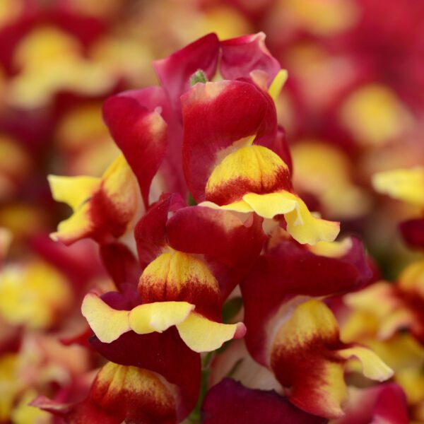 Antirrhinum 'Snapshot Red Bicolor' - Annual