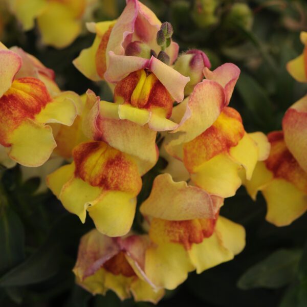 Antirrhinum 'Snapshot Sunset' - Annual