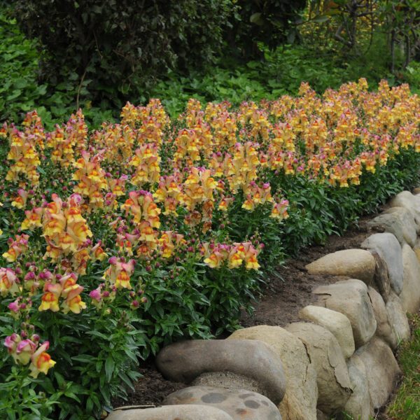 Antirrhinum 'Snapshot Sunset' - Annual