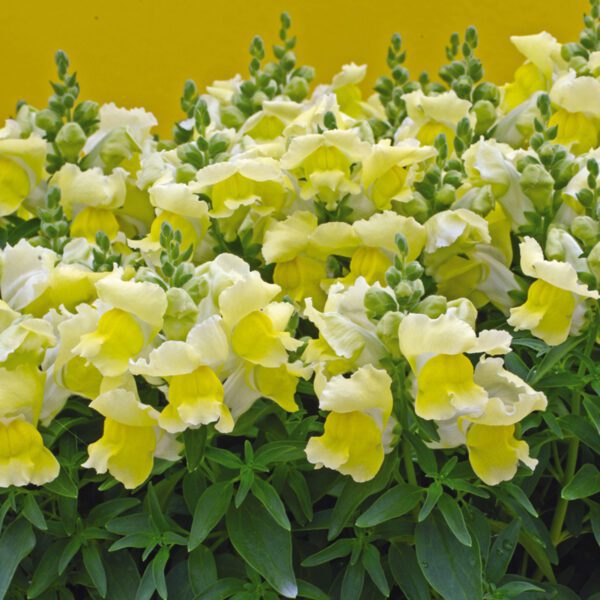 Antirrhinum 'Snapshot Yellow' - Annual