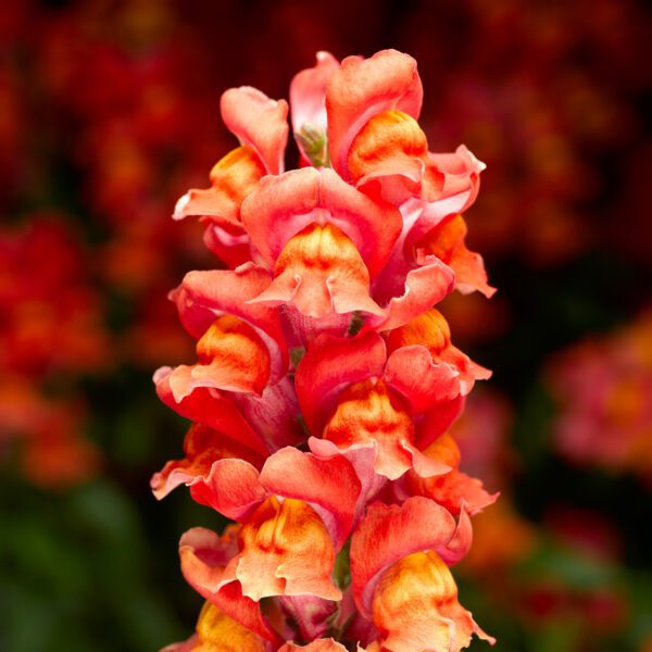 Antirrhinum 'Snaptastic Orange Flame' - Annual