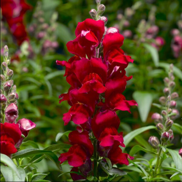 Antirrhinum 'Snaptastic Red' - Annual