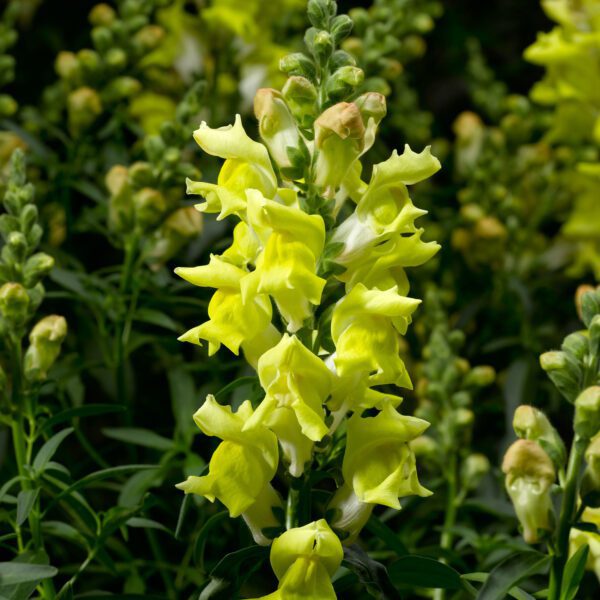 Antirrhinum 'Snaptastic Yellow' - Annual