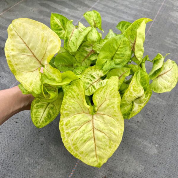 Syngonium 'Golden Allusion' - Houseplant