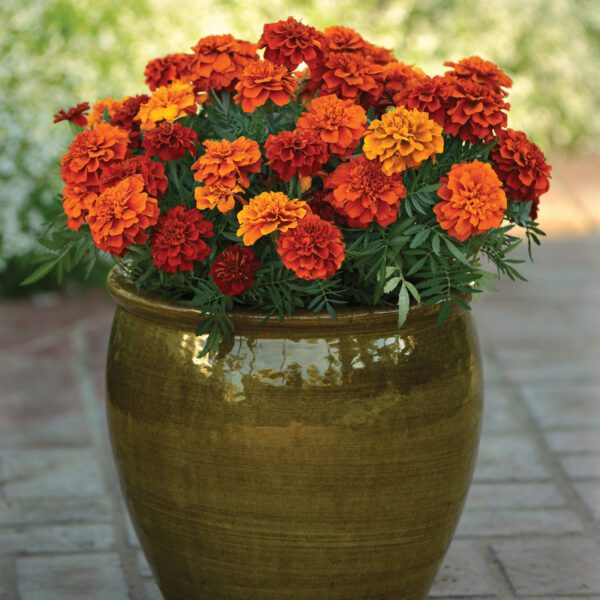 Tagetes Fireball - Annual