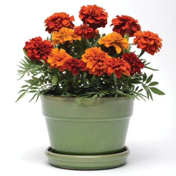 Tagetes Fireball - Annual