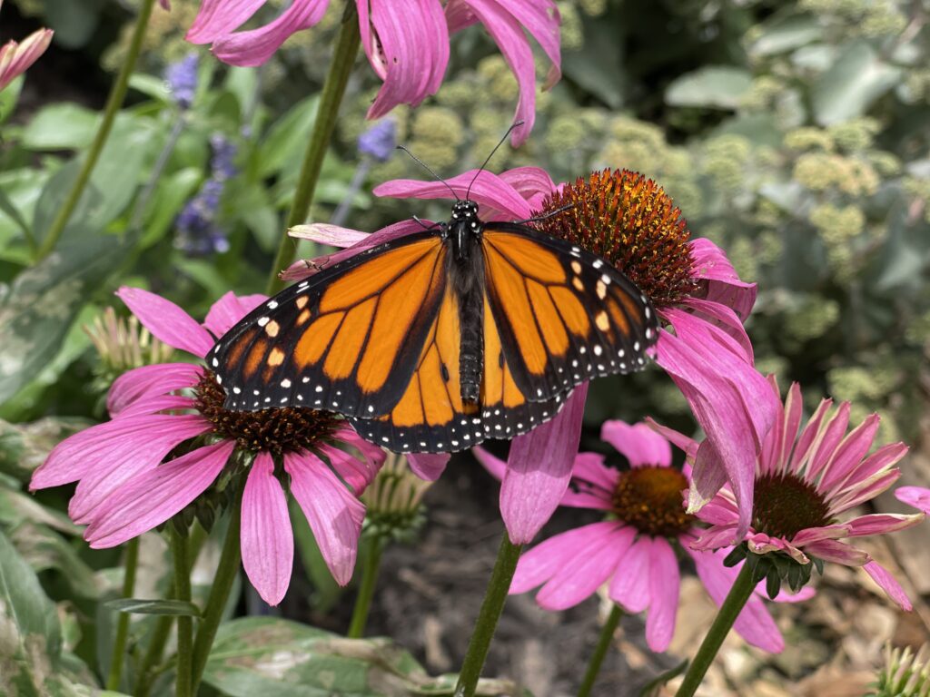 Monarch Butterfly