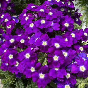 LANAI® Royal Purple with Eye Verbena