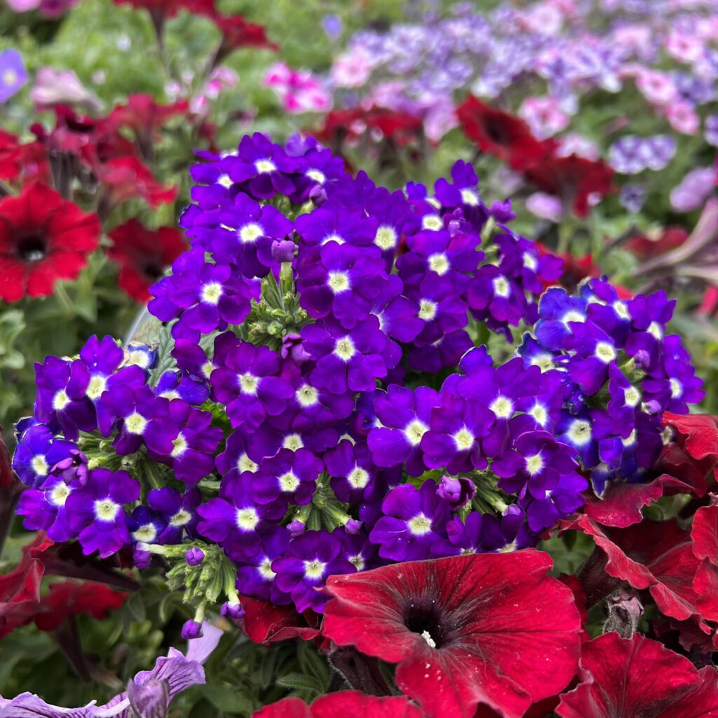 Verbena LANAI Royal Purple with Eye Buy Verbena Annuals Online