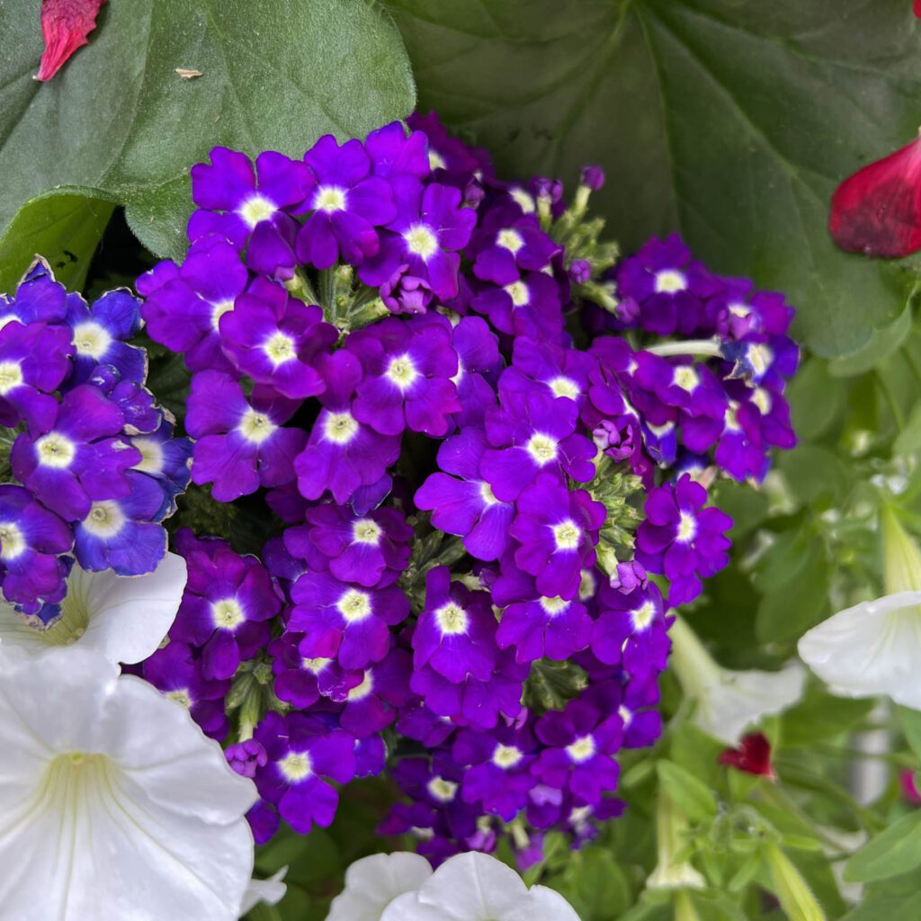Verbena LANAI Royal Purple with Eye Buy Verbena Annuals Online
