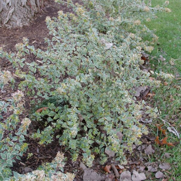 MUCHO GUSTO™ Abelia - Shrubs