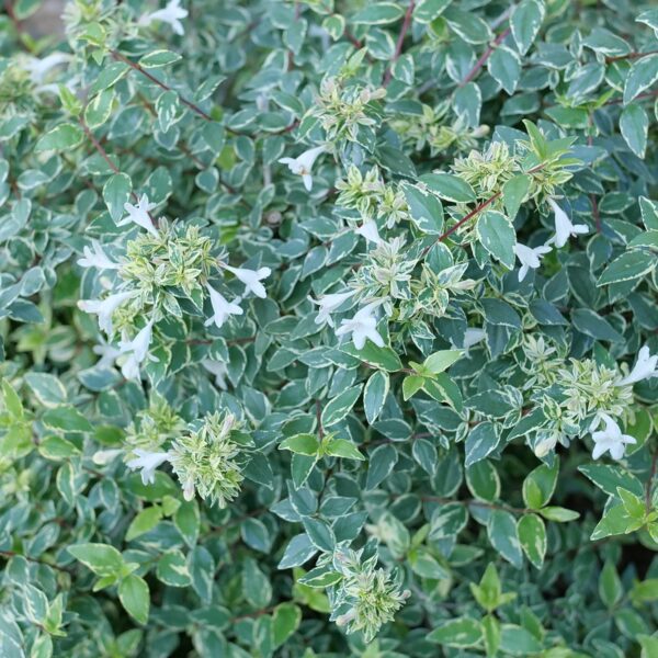 MUCHO GUSTO™ Abelia - Shrubs