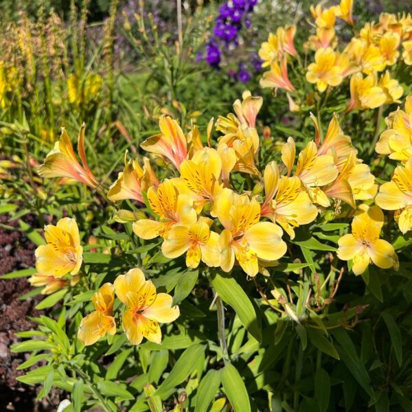 Alstroemeria Golden Tiara - Perennials