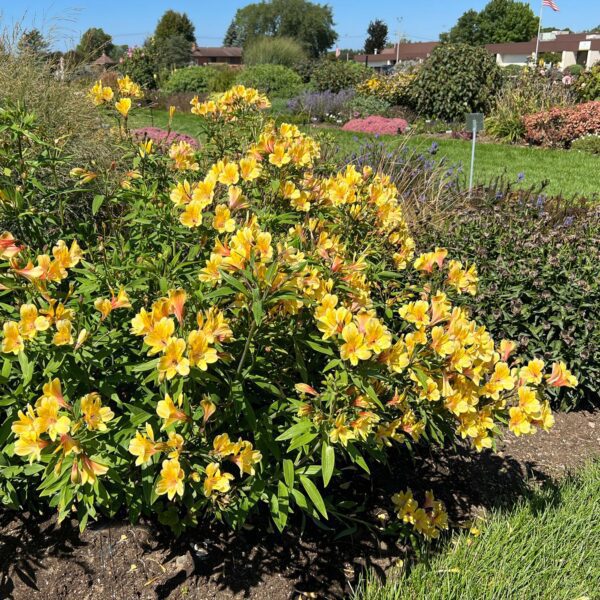 Alstroemeria Golden Tiara - Perennials