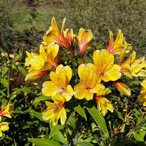 Alstroemeria Golden Tiara - Perennials