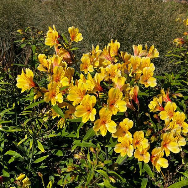 Alstroemeria Golden Tiara - Perennials