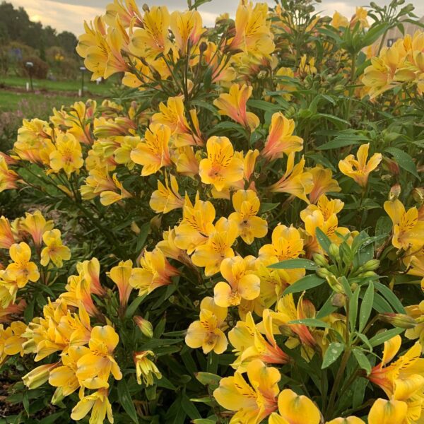 Alstroemeria Golden Tiara - Perennials