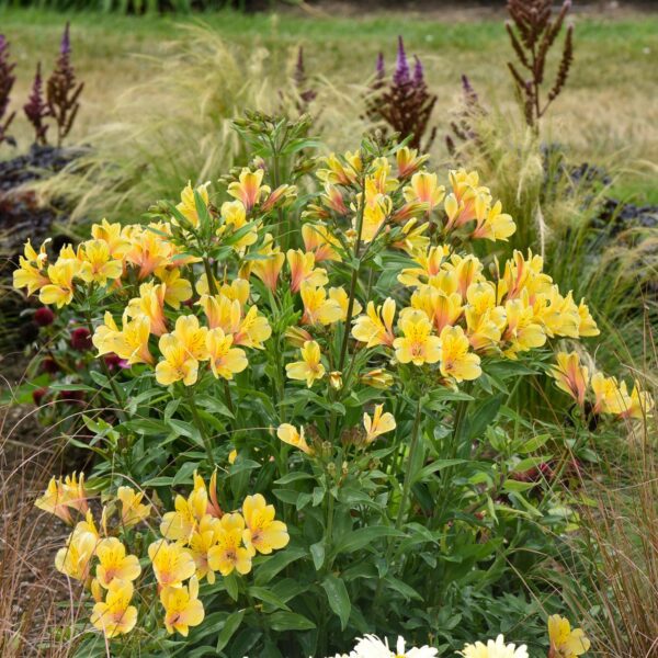 Alstroemeria Golden Tiara - Perennials