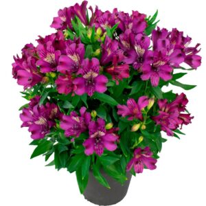 INCA BATAVIA™ Alstroemeria - Perennials