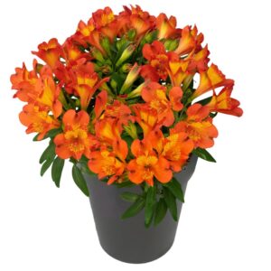 INCA HOLLAND™ Alstroemeria - Perennials