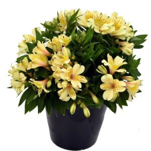 INCA SUNDANCE™ Alstroemeria - Perennials