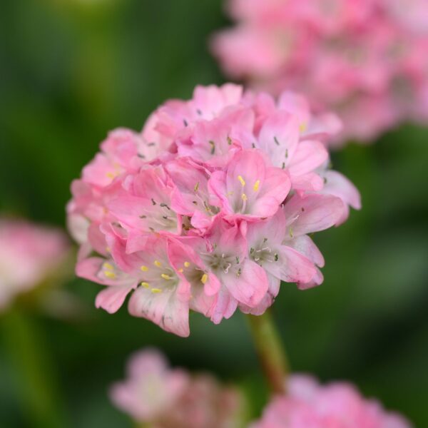 DREAMERIA® 'Daydream' Armeria - Perennials