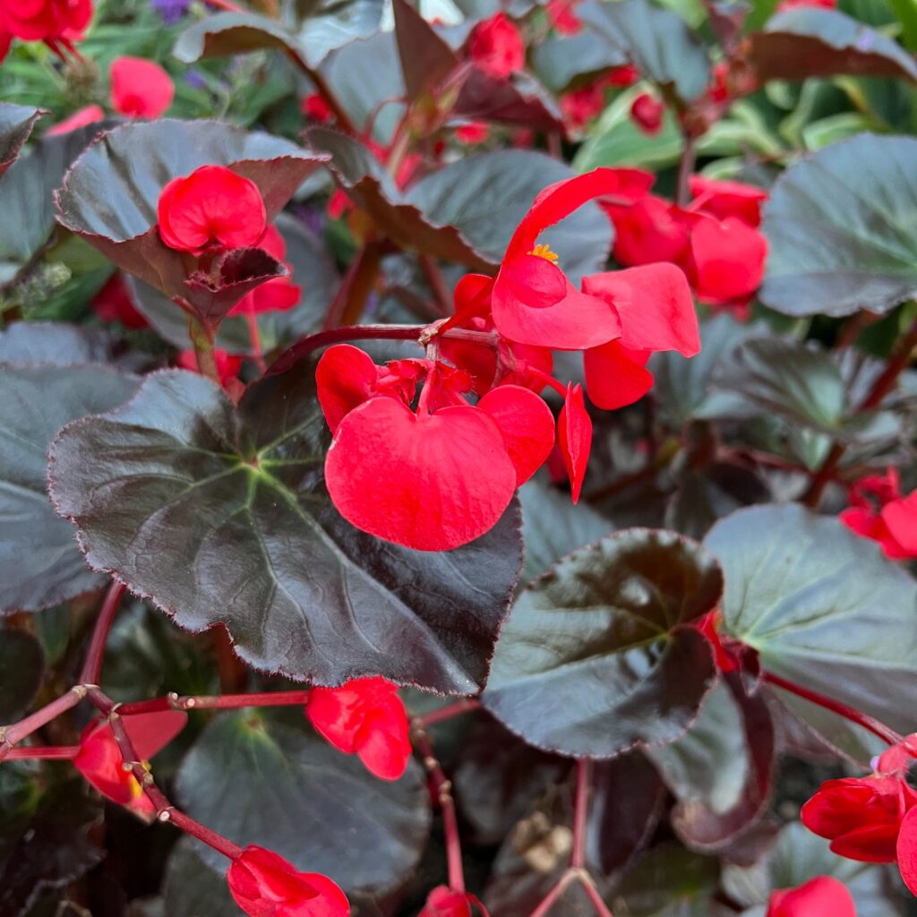 SUREFIRE® Cherry Cordial™ Begonia - Annuals