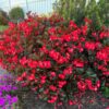 SUREFIRE® Cherry Cordial™ Begonia - Annuals