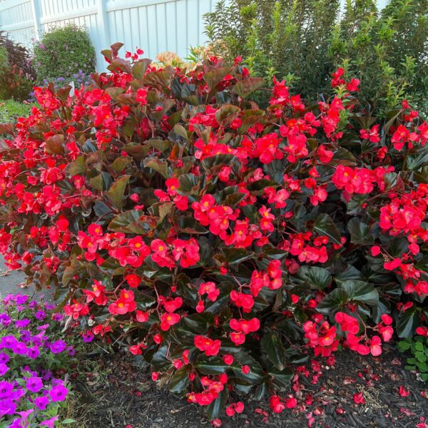 SUREFIRE® Cherry Cordial™ Begonia - Annuals