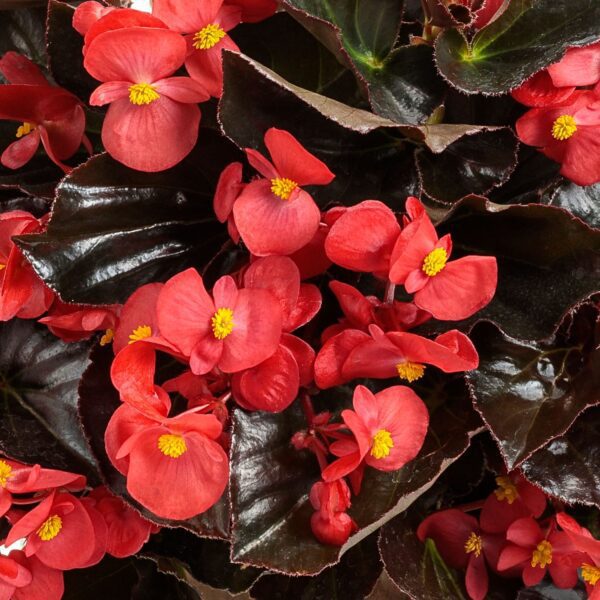 SUREFIRE® Cherry Cordial™ Begonia - Annuals