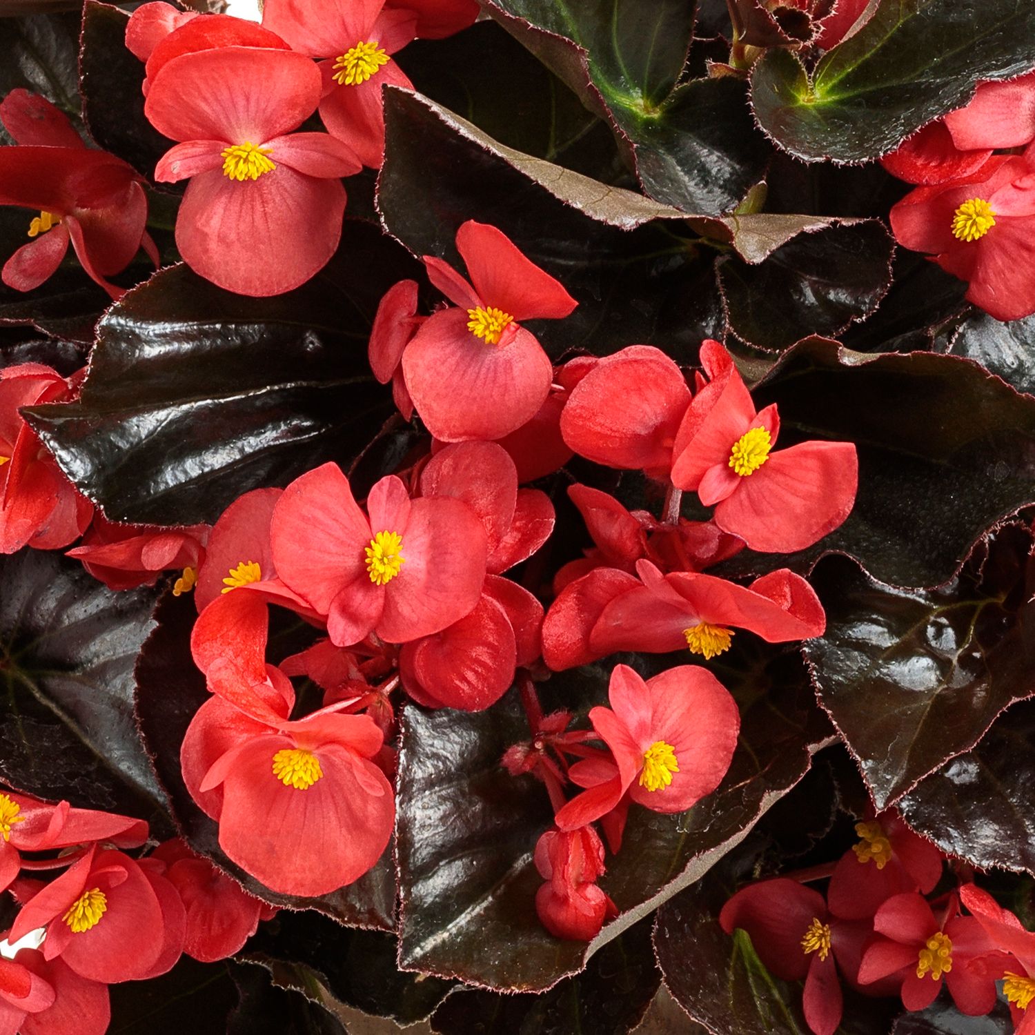 SUREFIRE® Cherry Cordial™ Begonia - Annuals