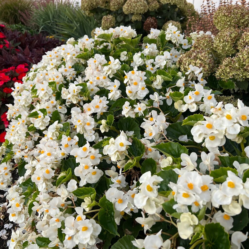 SUREFIRE® White Begonia - Annuals