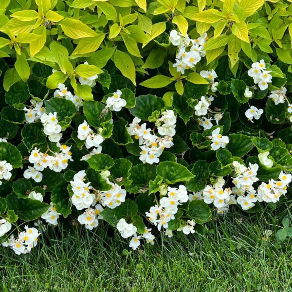 SUREFIRE® White Begonia - Annuals