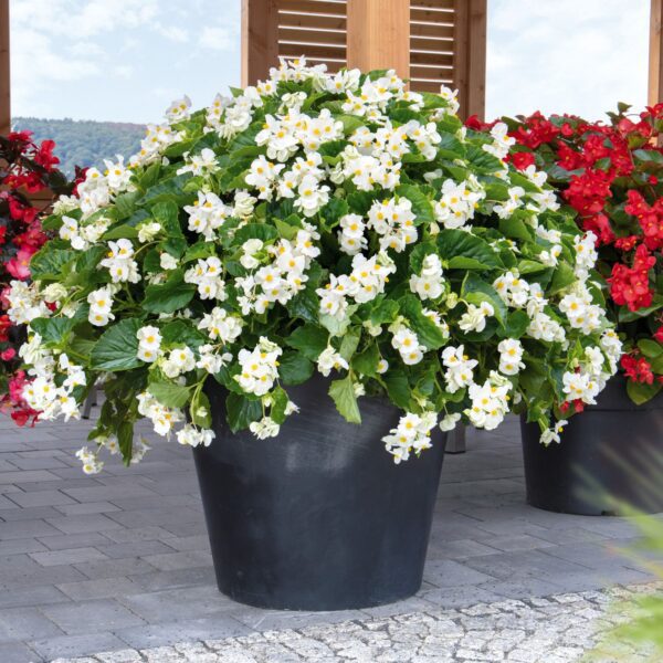 SUREFIRE® White Begonia - Annuals