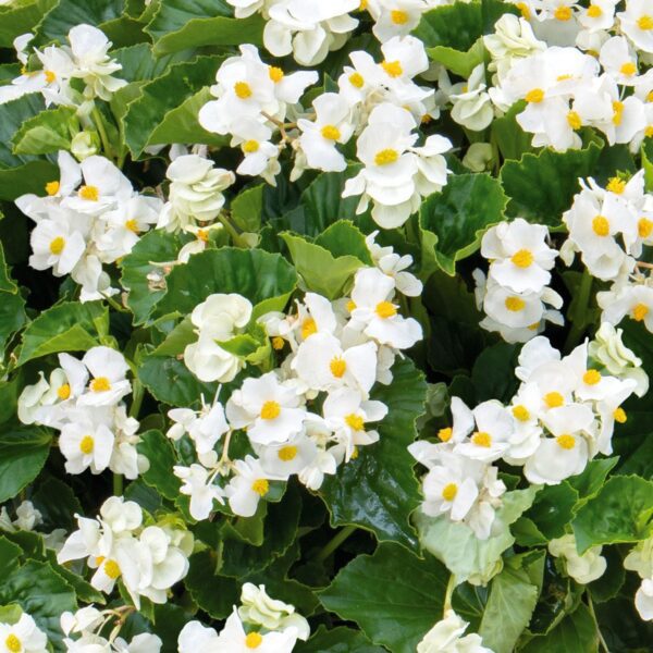 SUREFIRE® White Begonia - Annuals