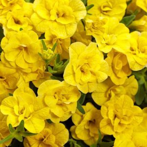 SUPERBELLS® Double Yellow Calibrachoa - Annuals