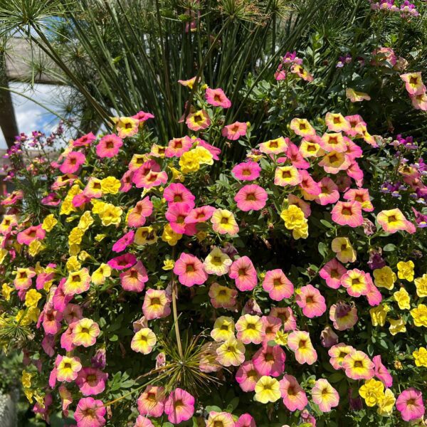 SUPERBELLS® Magic™ Pink Lemonade Calibrachoa - Annuals