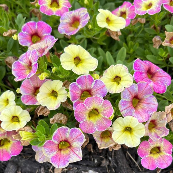 SUPERBELLS® Magic™ Pink Lemonade Calibrachoa - Annuals